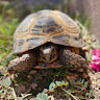 tturtle9884